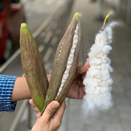 شجرة القطن الكابوك