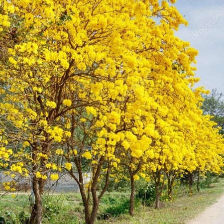 تابوبيا الذهبية