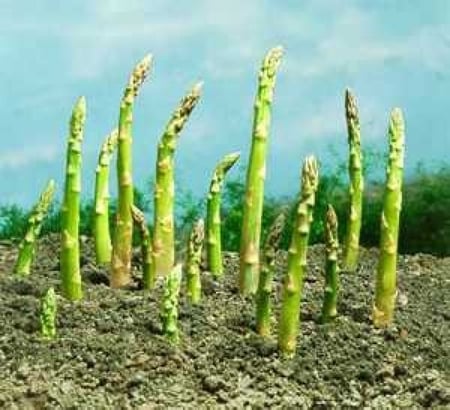 بذور هليون - Asparagus officinalis