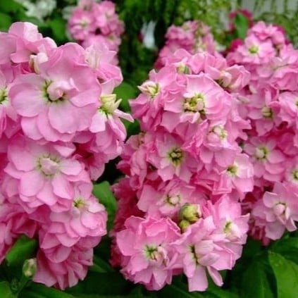 بذور زهرة عطر المساء المنثور بنفسجي