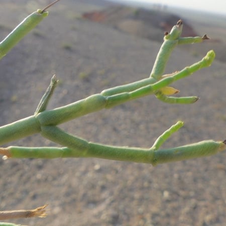 بذور شجرة الغضا Haloxylon Ammodendron