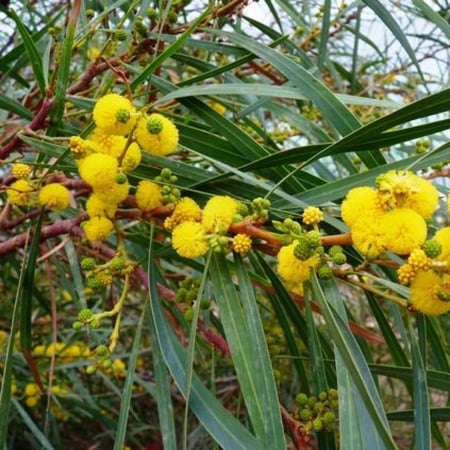 ‫جملة 500 بذرة من كاسيا ساليجنا