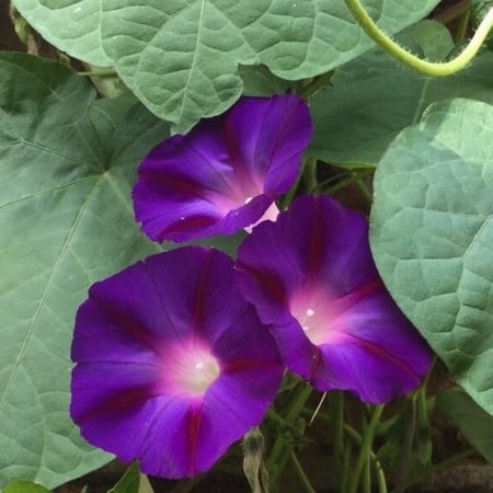 مجد الصباح المتسلقة  متعدد الالوان Ipomoea Purpurwa -Mix