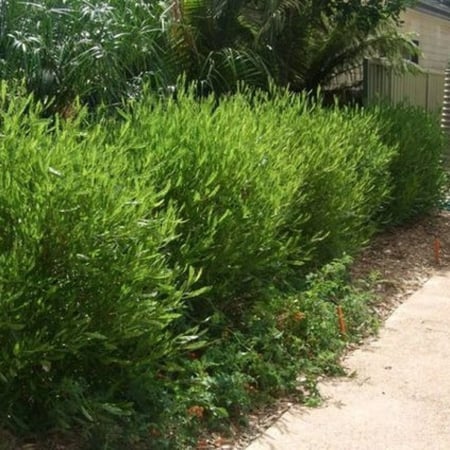 جملة  1000 بذرة من دودونيا  الشث