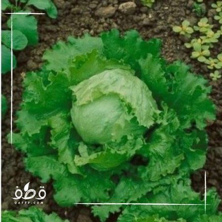 خس جريت ليكس خس امريكي Great Lakes