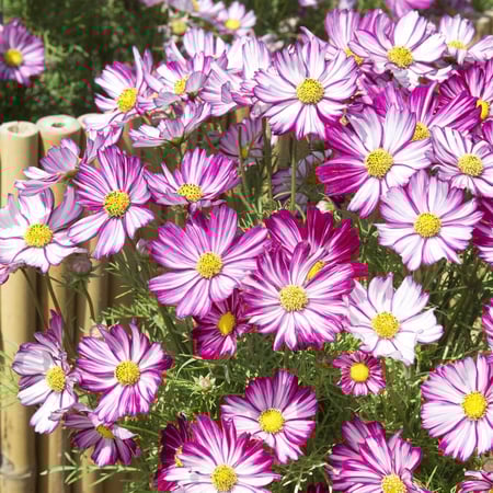 بذور زهرة كوزموس البيضاء بأطراف ارجوانية