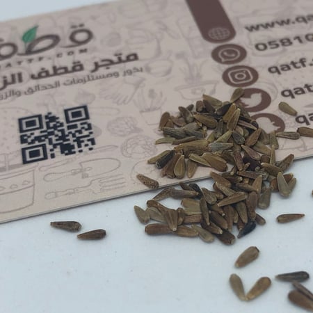 بذور زهرة استر النجمية - Aster Tataricus