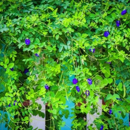 بذور الشاي الأزرق  المتسلقة - Clitoria Ternatea