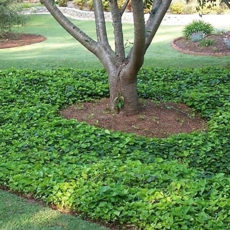 بذور متسلقة اللبلاب