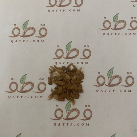 بذور شجرة تمر حنا الأحمر