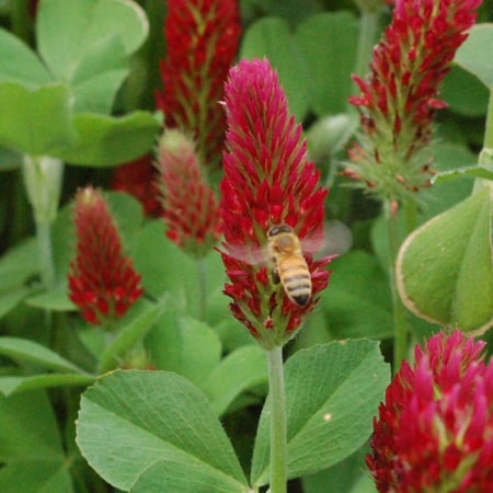 بذور نبات النفل الأحمر Trifolium Incarnatum