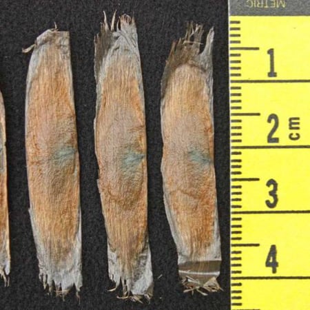 بذور كرمة مخلب القط