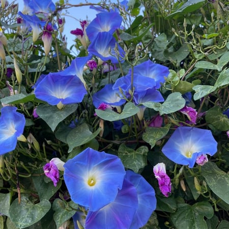 مجد الصباح المتسلقة السماوية