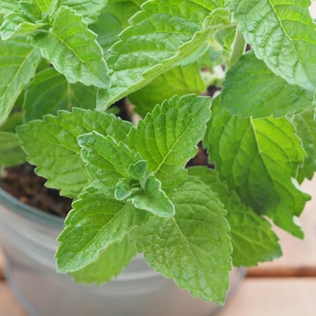 بذور النعناع الشامي