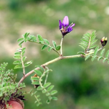 بذور القفعاء Astragalus Asterias