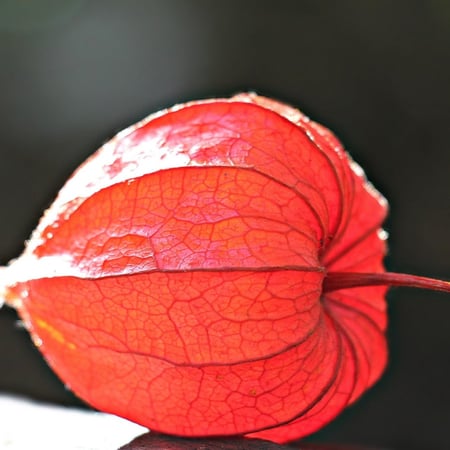 بذور نبات الحرنكش - Physalis