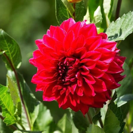 بذور  زهور داليا مكس