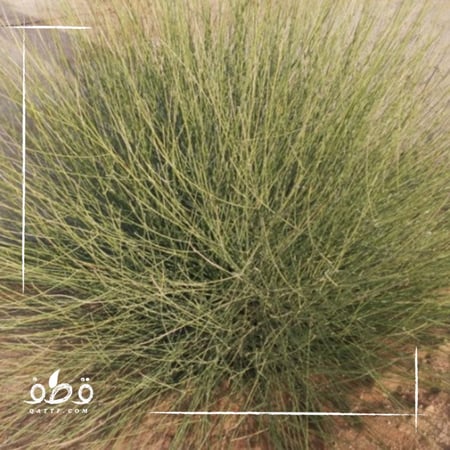 شجرة المرخ العطرية -  Leptadenia pyrotechnica