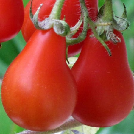 بذور طماطم الكمثرى الاحمر