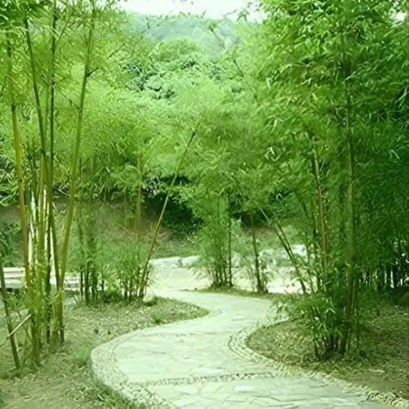 بذور البامبو العملاق