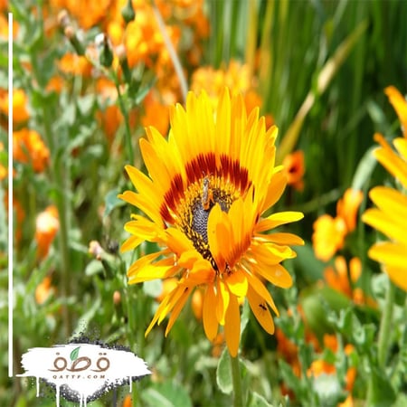 زهرة ملكة الحقل - اركتوتس -Arctotis Fastuosa