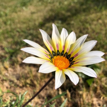 بذور زهرة جازانيا -