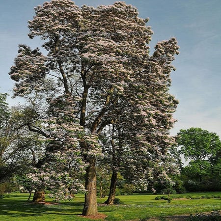 بذور شجرة كاتالبا بونجي الوردية  - Catalpa Bungei