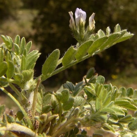 بذور القفعاء Astragalus Asterias