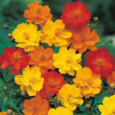 كوزموس Cosmos sulphureus