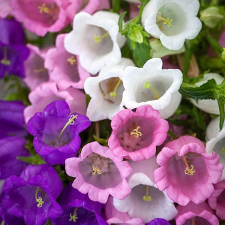 بذور زهرة الجرس كامبانولا