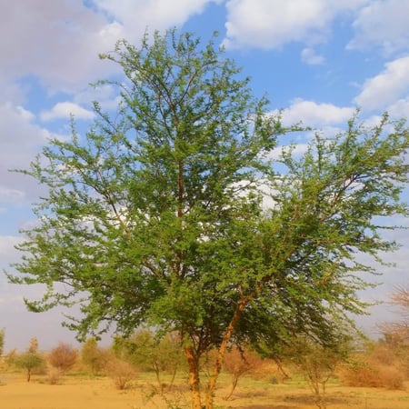 جملة 500 بذرة طلح النجدي