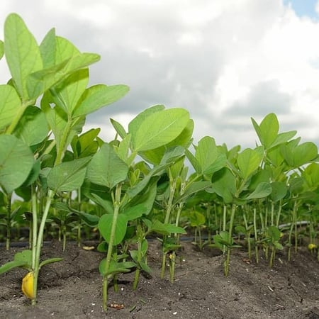 بذور فول الصويا - Glycine max