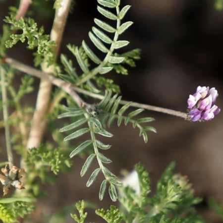 بذور القفعاء Astragalus Asterias