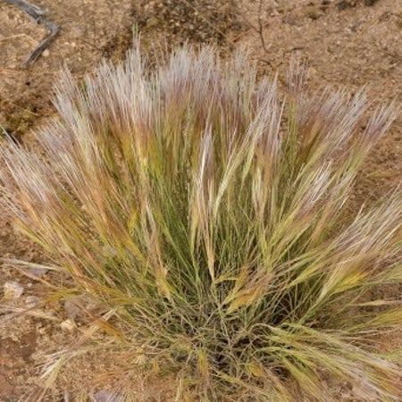 عشبة النصي الرعوية - Stipagrostis