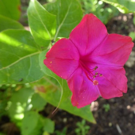 بذور زهرة الساعة الرابعة - شب الليل - Mirabilis jalapa