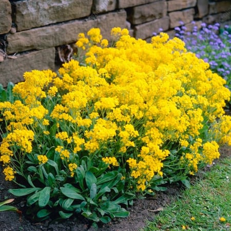 بذور زهور اليسم الذهبية زهرة الملكة العطرية