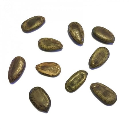 بذور شجرة الرنف