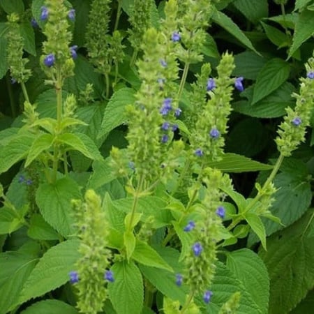 بذور الشيا  المرامية الاسبانية - Salvia Hispanica