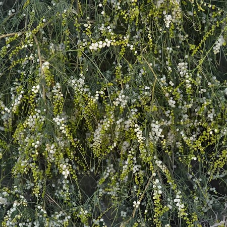 بذور شجيرة القرضي