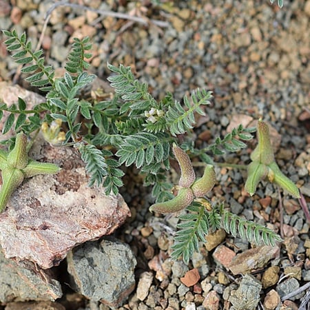 بذور القفعاء Astragalus Asterias