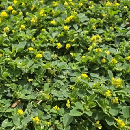 بذور النفل البري الفياض واقف