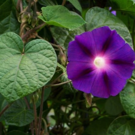 مجد الصباح المتسلقة  متعدد الالوان Ipomoea Purpurwa -Mix