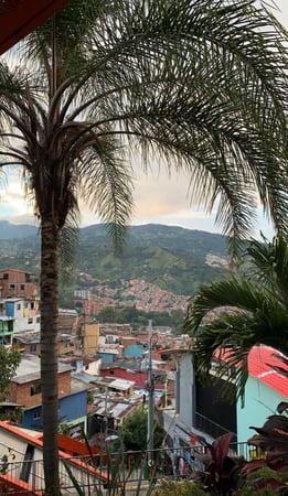 جملة بذور نخيل ملوكي