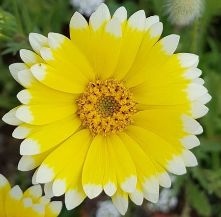 بذور زهرة الشمس الصفراء