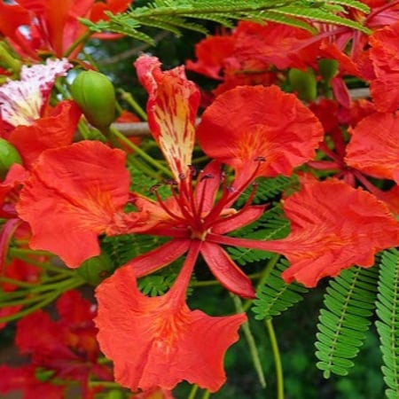 بذور بونسيانا حمراء - Delonix regia
