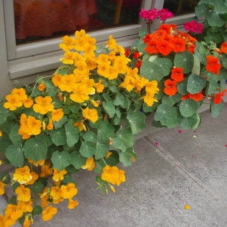 بذور زهرة كابوسين  ابو خنجر