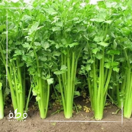 بذور الكرفس - Apium graveolens