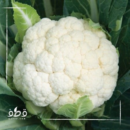 بذور زهرة قرنبيط - Brassica oleracea var botrytis