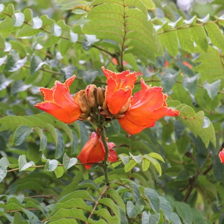 شجرة الخزامى التوليب الأفريقي