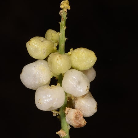 بذور شجيرة القرضي